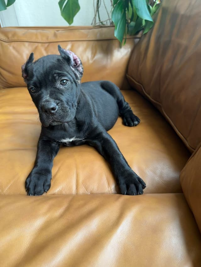 Corso  Puppies media 6
