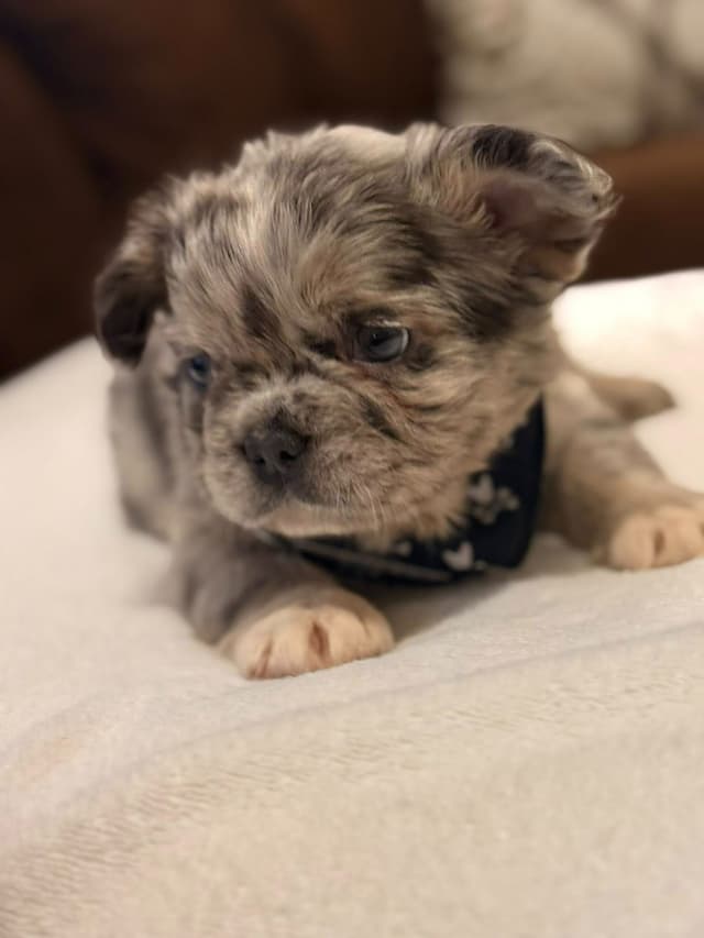 Bully Vita French Bulldog Puppies media 2