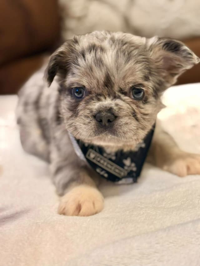 Bully Vita French Bulldog Puppies media 3