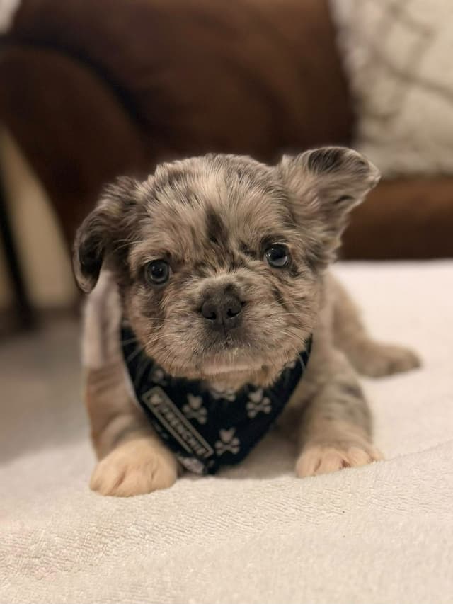 Bully Vita French Bulldog Puppies media 4