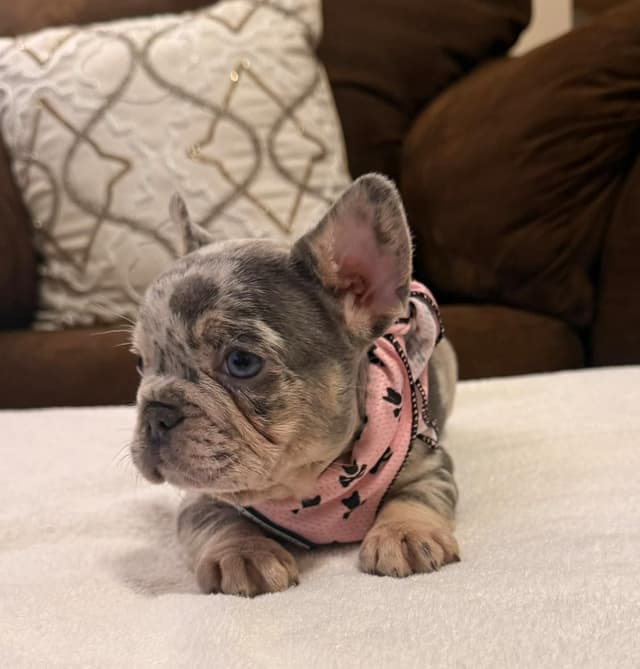 Bully Vita French Bulldog Puppies media 5