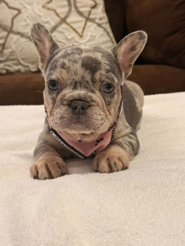 Bully Vita French Bulldog Puppies media 7