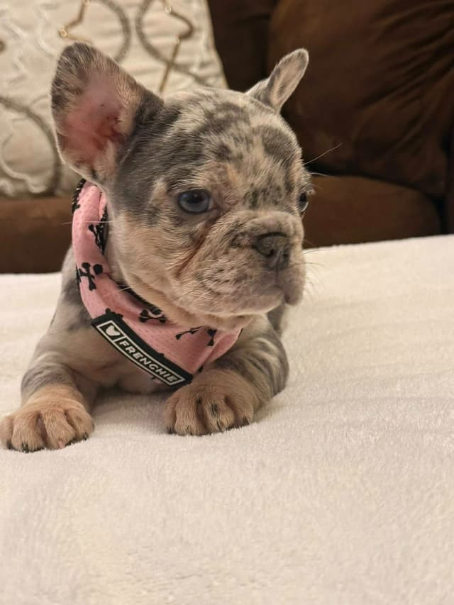 Bully Vita French Bulldog Puppies media 8