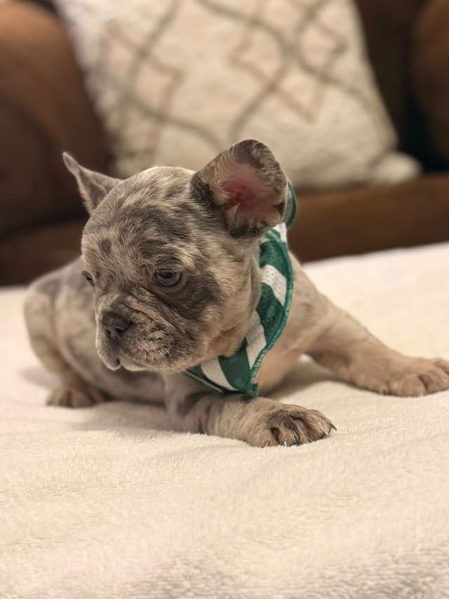 Bully Vita French Bulldog Puppies media 10