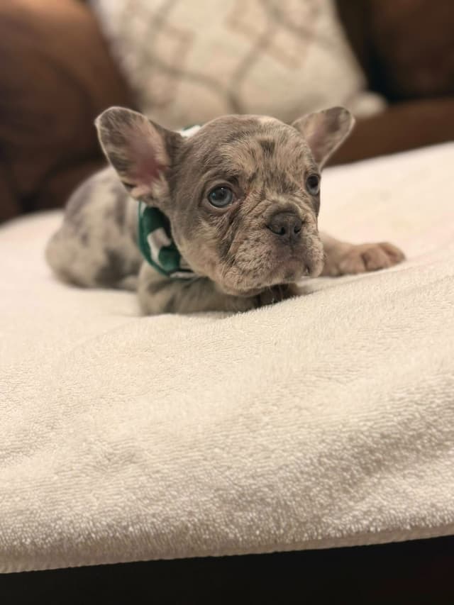 Bully Vita French Bulldog Puppies media 11