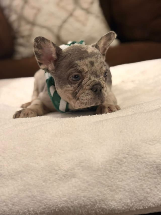 Bully Vita French Bulldog Puppies media 12