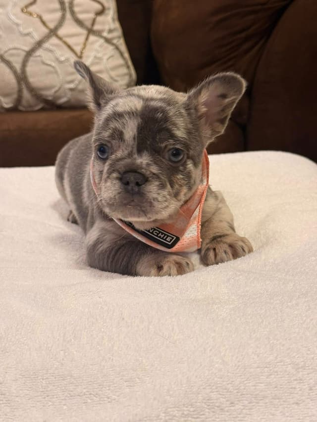 Bully Vita French Bulldog Puppies media 13