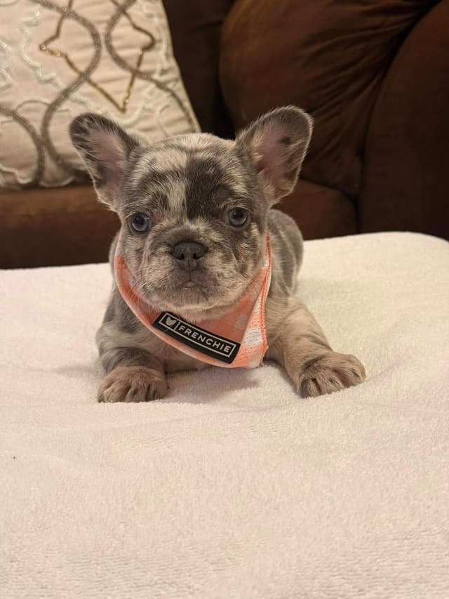 Bully Vita French Bulldog Puppies media 14