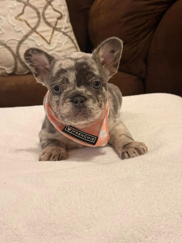 Bully Vita French Bulldog Puppies media 15