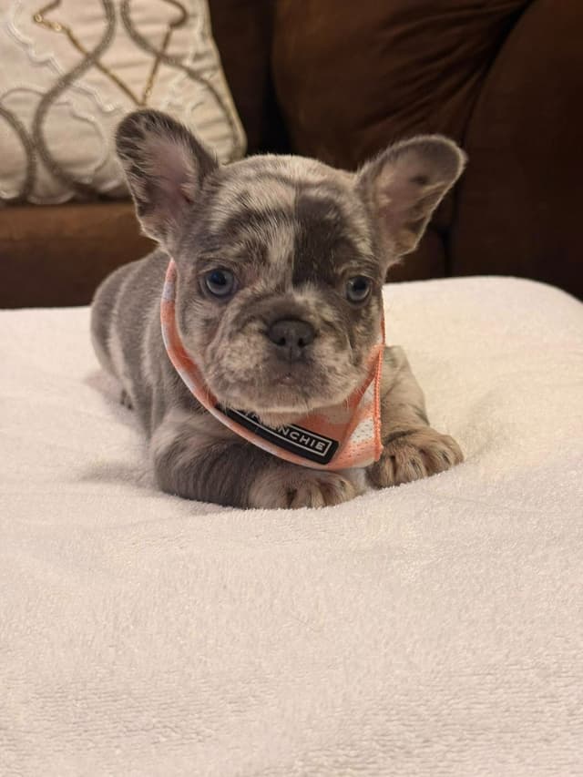 Bully Vita French Bulldog Puppies media 16