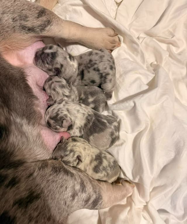 Bully Vita French Bulldog Puppies media 17