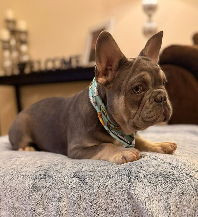 Bully Vita French Bulldog Puppies media 2