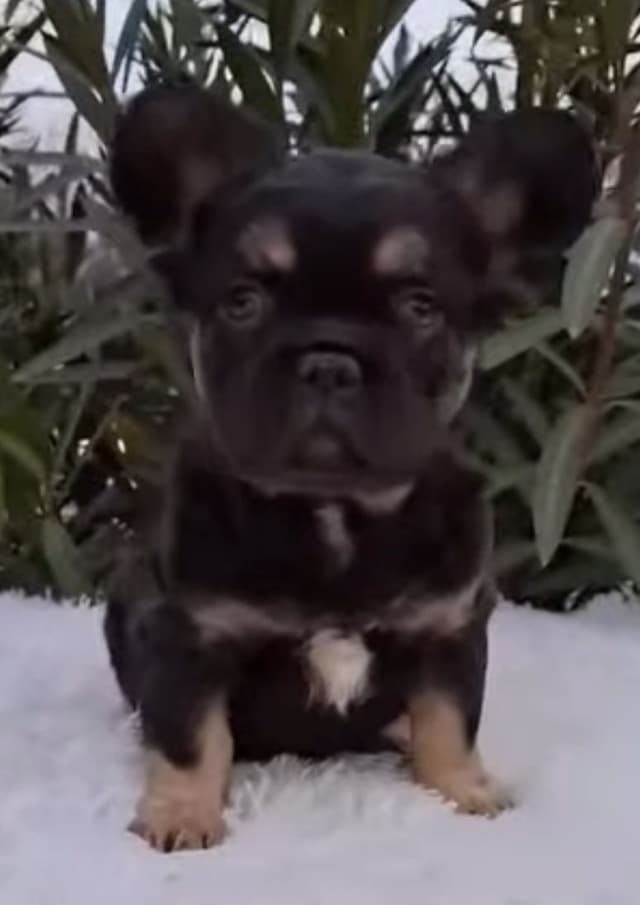 Bully Vita French Bulldog Puppies media 4