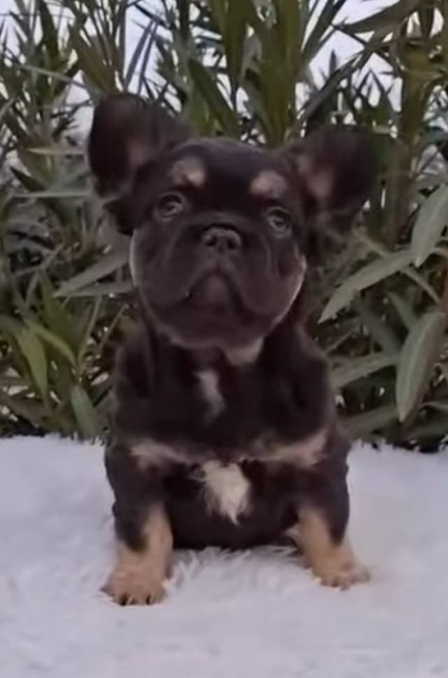 Bully Vita French Bulldog Puppies media 5