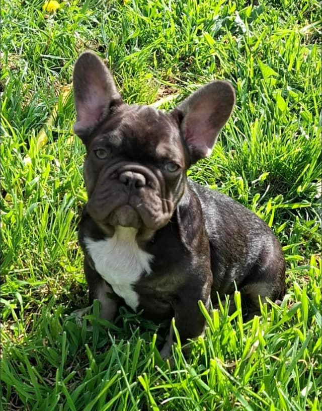 Bully Vita French Bulldog Puppies media 7