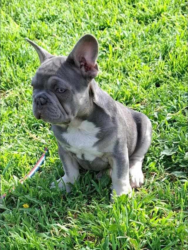 Bully Vita French Bulldog Puppies media 3