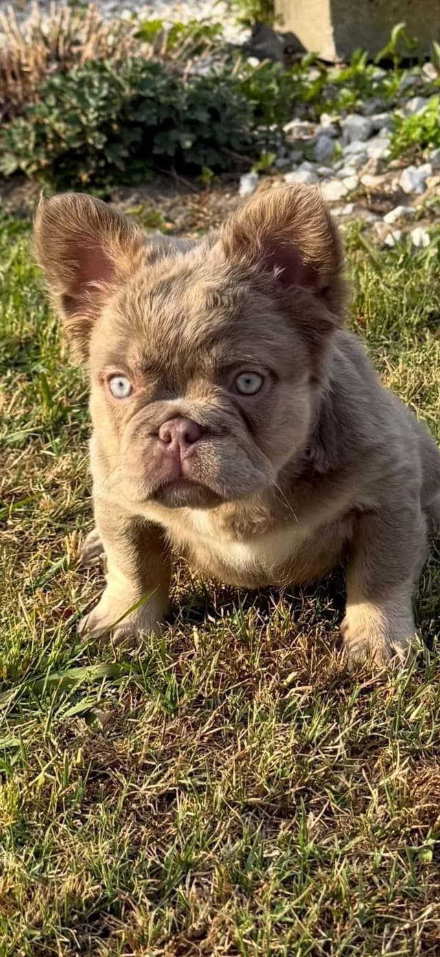 Bully Vita French Bulldog Puppies media 6