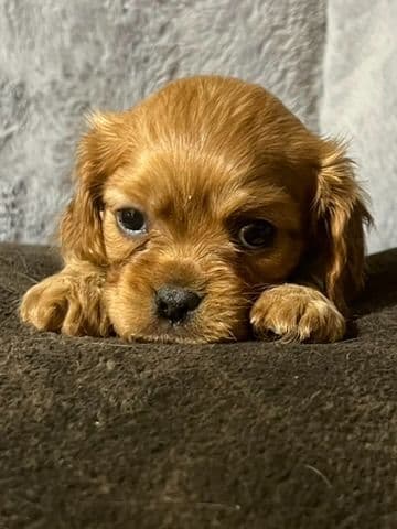 Cavalier King Charles Spaniel Puppies breeder image 3