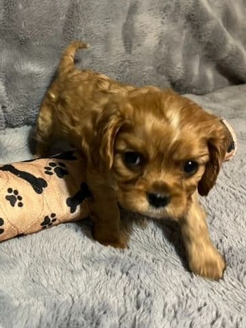 Cavalier King Charles Spaniel Puppies breeder image 5
