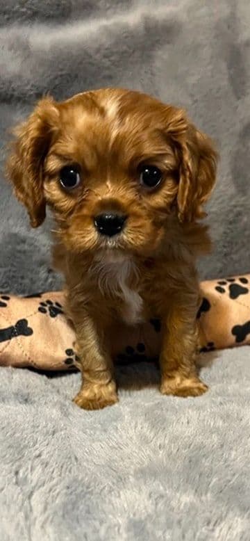 Cavalier King Charles Spaniel Puppies breeder image 6