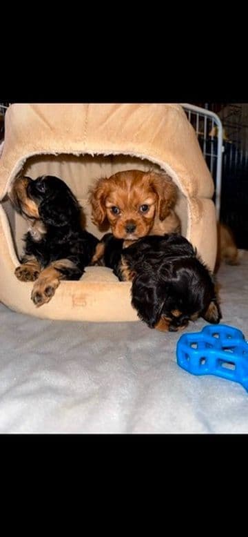 Cavalier King Charles Spaniel Puppies breeder image 7