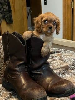 Cavalier King Charles Spaniel Puppies breeder image 9