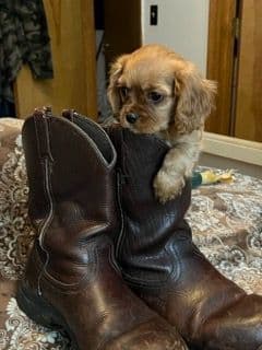 Cavalier King Charles Spaniel Puppies breeder image 10