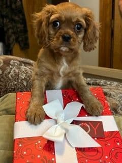 Cavalier King Charles Spaniel Puppies breeder image 11