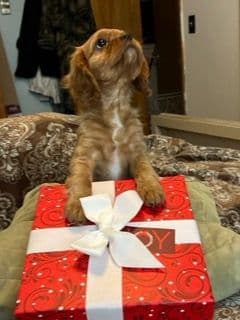 Cavalier King Charles Spaniel Puppies breeder image 12