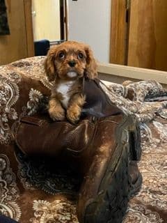 Cavalier King Charles Spaniel Puppies breeder image 14