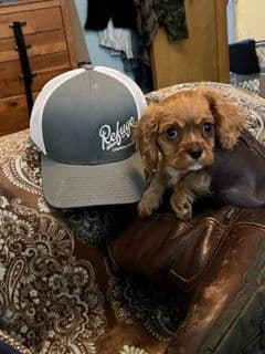 Cavalier King Charles Spaniel Puppies breeder image 15