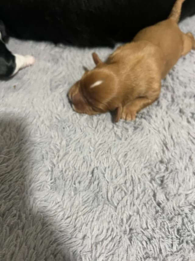 Cavalier King Charles Spaniel Puppies media 2