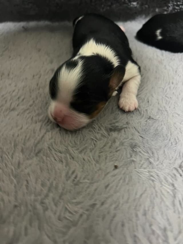 Cavalier King Charles Spaniel Puppies media 4