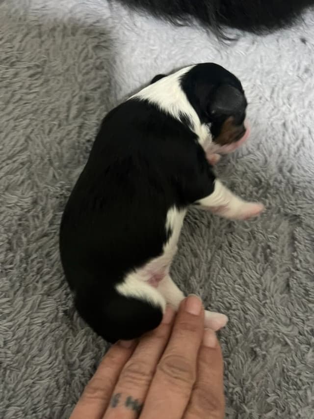 Cavalier King Charles Spaniel Puppies media 6