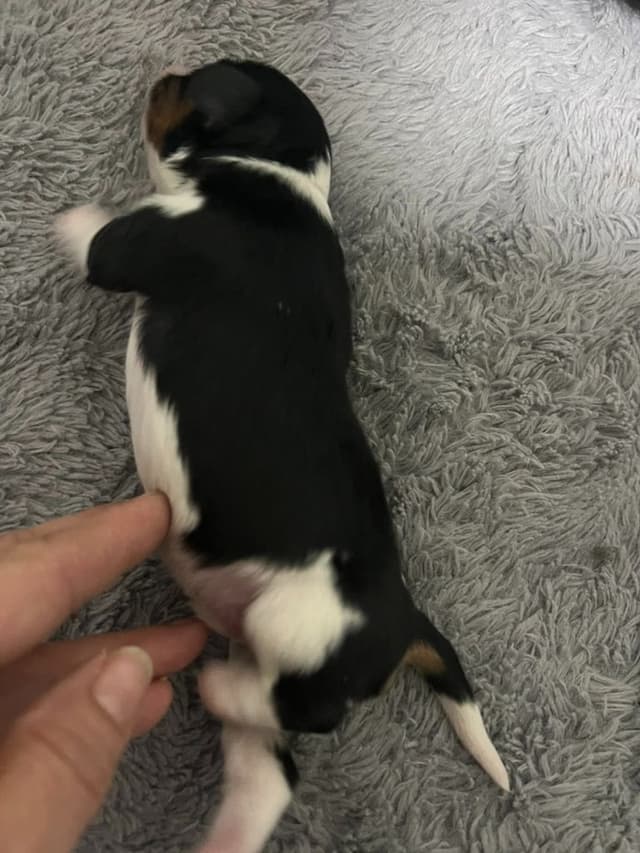 Cavalier King Charles Spaniel Puppies media 7