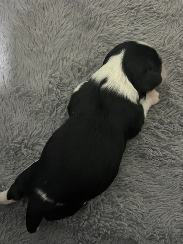 Cavalier King Charles Spaniel Puppies media 8