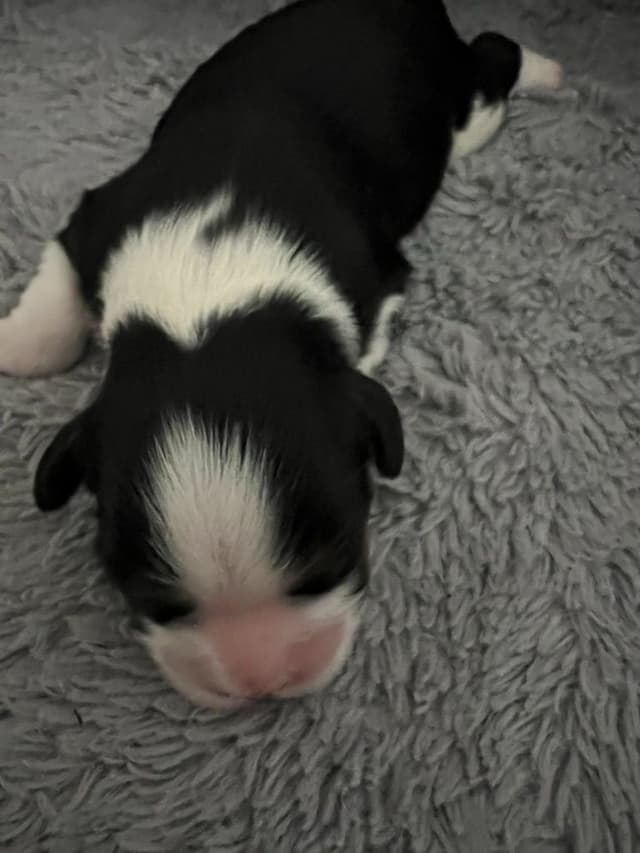 Cavalier King Charles Spaniel Puppies media 9