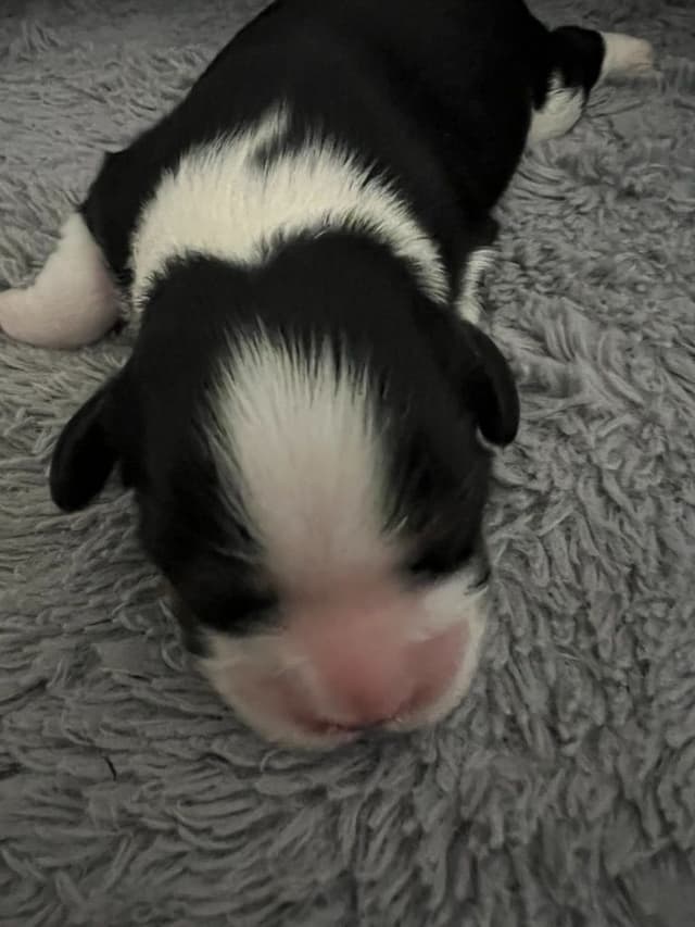 Cavalier King Charles Spaniel Puppies media 10