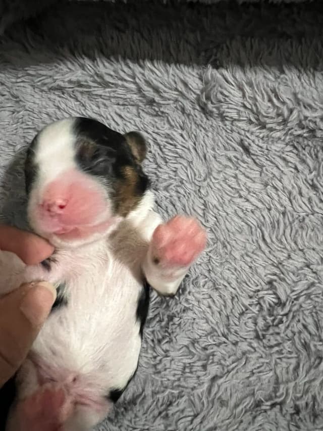 Cavalier King Charles Spaniel Puppies media 11