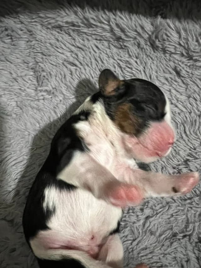 Cavalier King Charles Spaniel Puppies media 12
