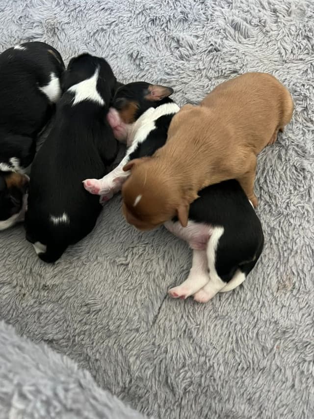 Cavalier King Charles Spaniel Puppies media 13