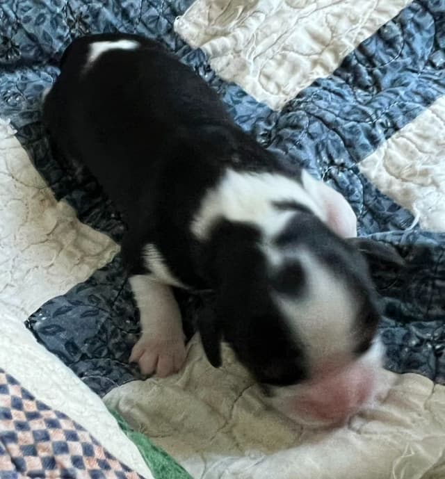 Cavalier King Charles Spaniel Puppies media 14