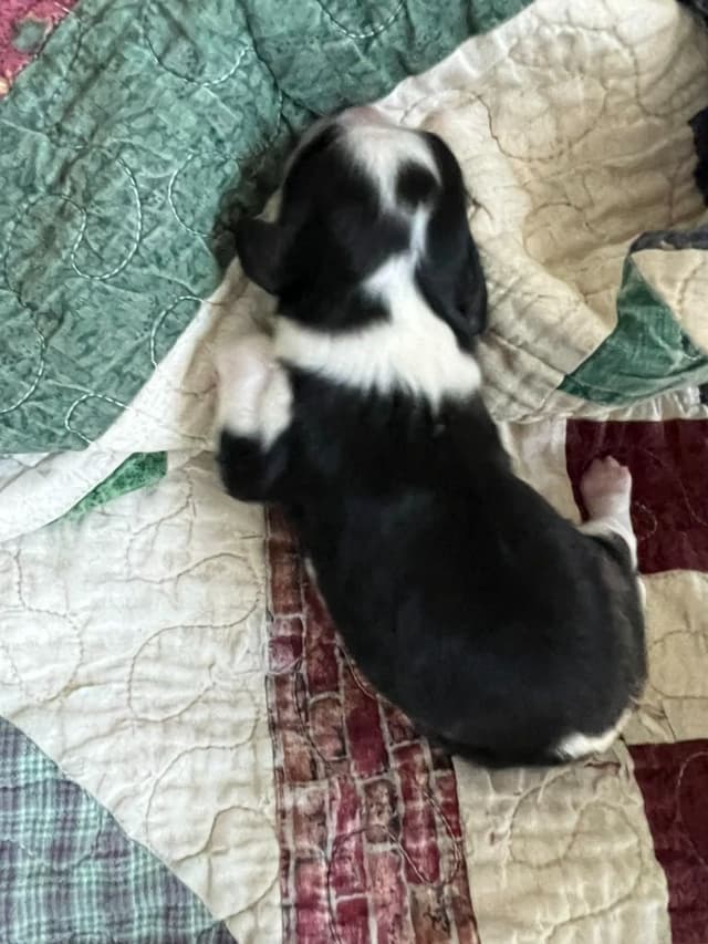 Cavalier King Charles Spaniel Puppies media 15
