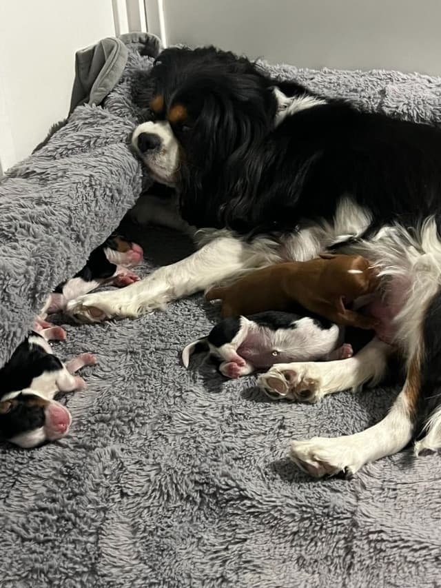 Cavalier King Charles Spaniel Puppies media 17