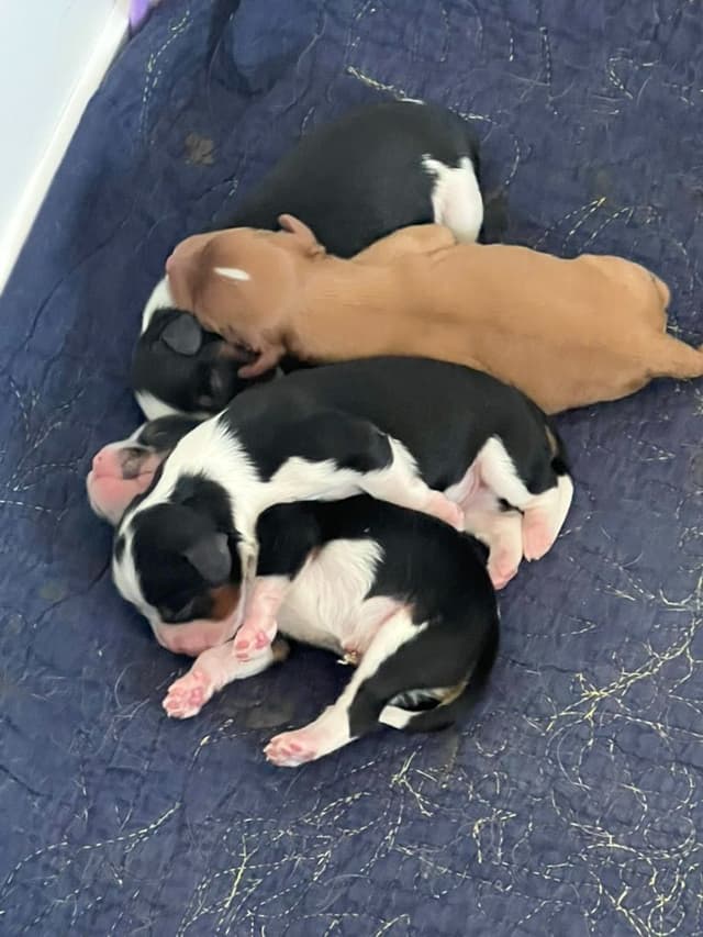 Cavalier King Charles Spaniel Puppies media 19