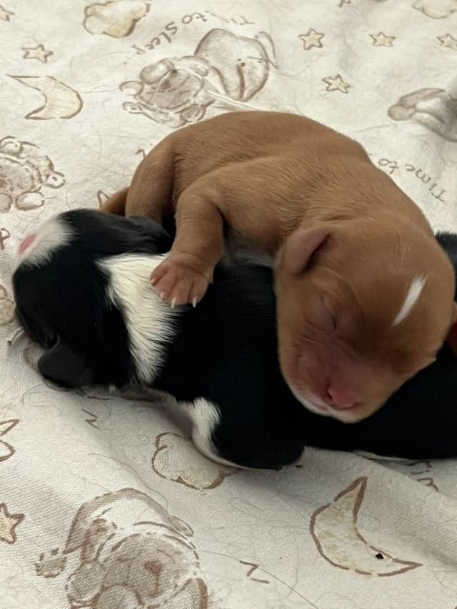 Cavalier King Charles Spaniel Puppies media 20