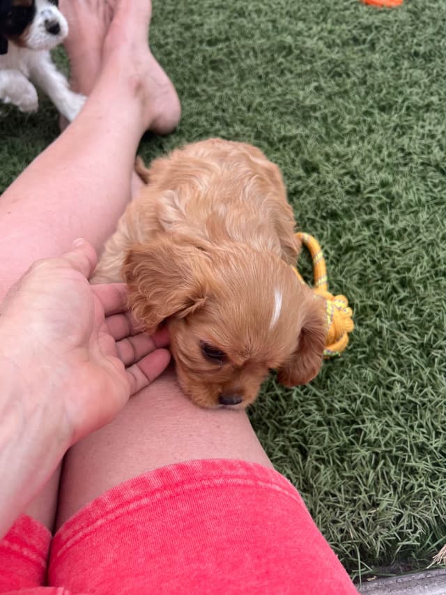 Cavalier King Charles Spaniel Puppies media 21