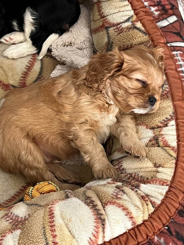 Cavalier King Charles Spaniel Puppies media 22