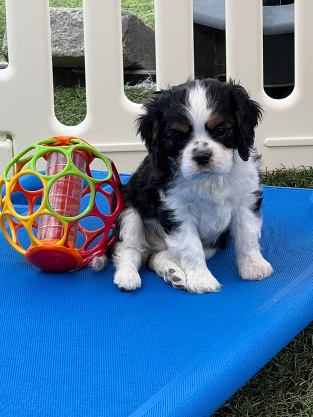 Cavalier King Charles Spaniel Puppies media 23