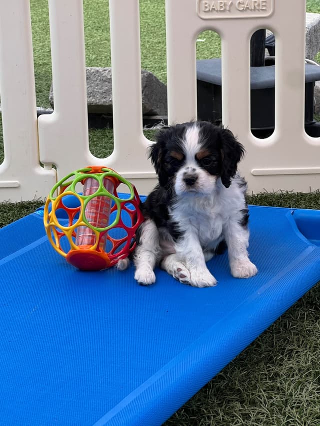 Cavalier King Charles Spaniel Puppies media 24